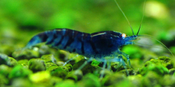 Most Hardy Freshwater Aquarium Shrimp (Complete List)