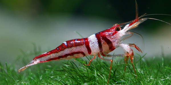 Most Freshwater Aquarium Shrimp (Complete List)