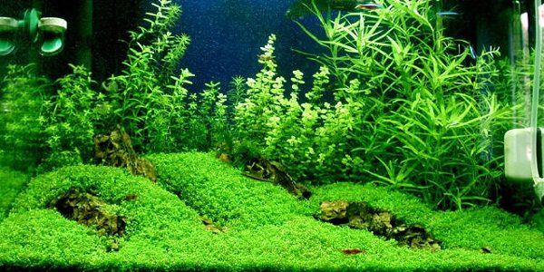 Carpet in Your Planted Tank