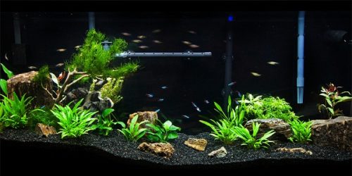 Low-Tech Planted Tank Guide