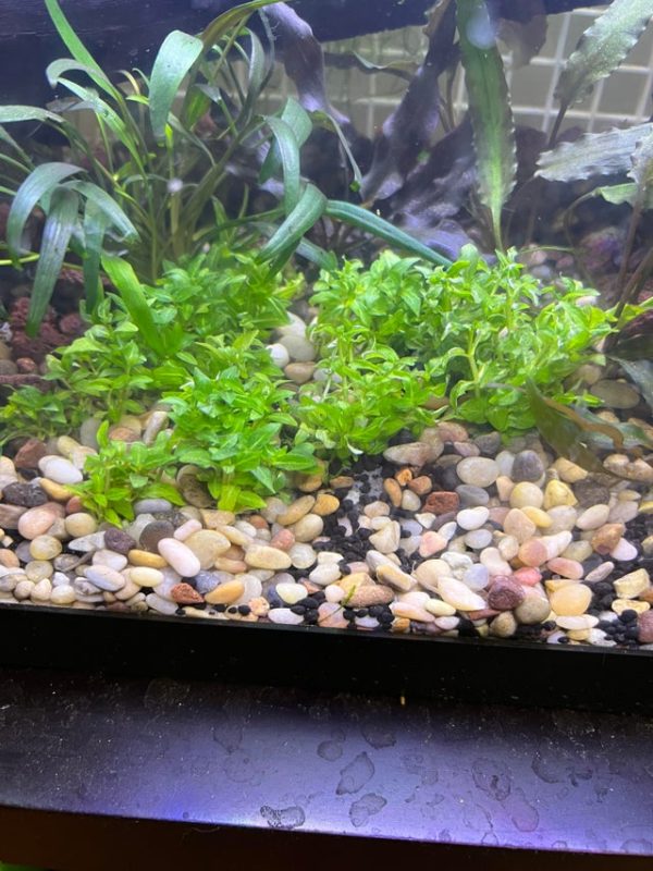 Staurogyne Repens Carpet Care Guide - Carpet, Floating, Propagation ...