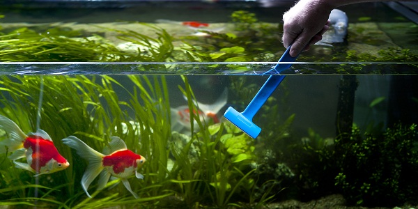 Tips To Clean Your Tank without Disturbing Your Fishes