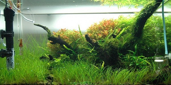 Everything You Need To Know About Aquarium Heaters - Bunnycart Blog