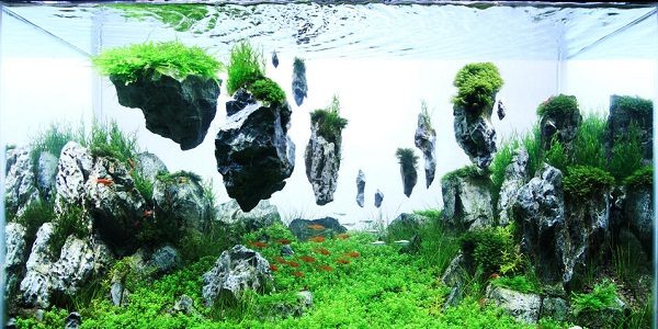 Aquascaping Styles