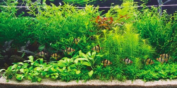 Biotope Aquascaping Style