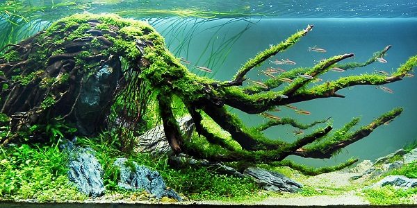 Biotope Aquascaping Style