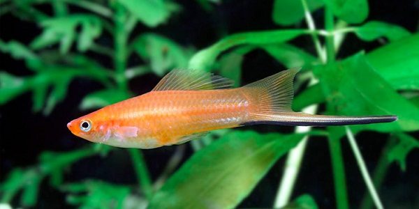 Beautiful Swordtail Fish