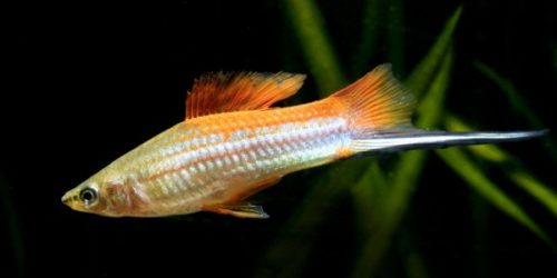 Swordtail Fish