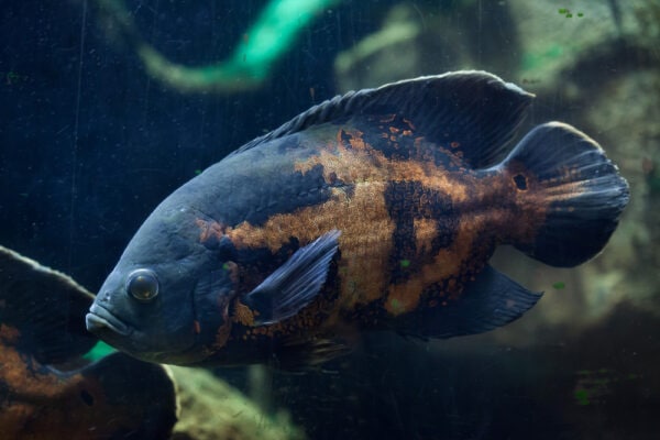 Oscar fish (Astronotus ocellatus). Tropical freshwater fish.