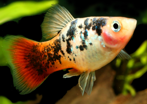 Platy Fish Behavior and Temperament 