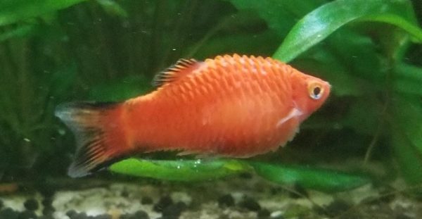 Platy Fish suffering from Dropsy