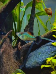 Rainbow Platy Fish