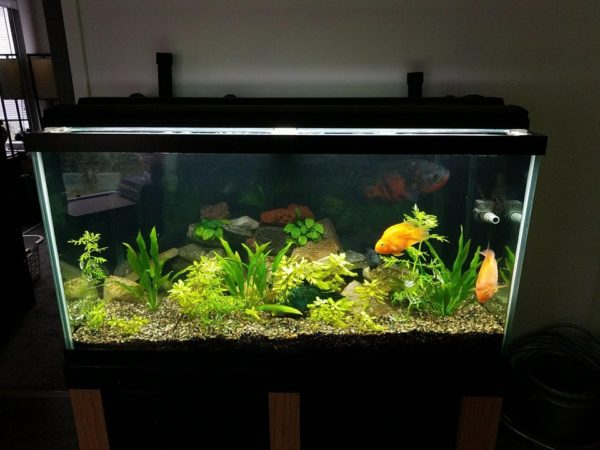 South American Cichlids Care & Tank Set-Up