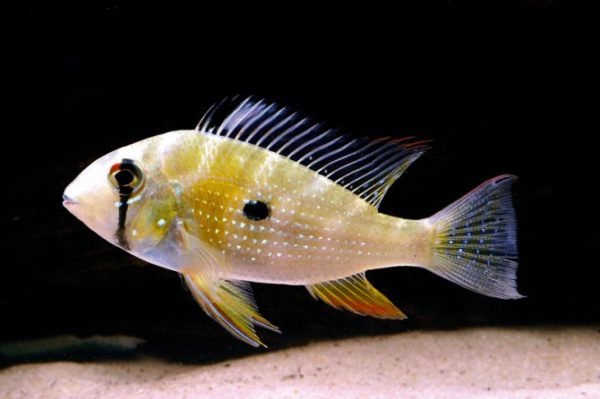 Different South American Cichlids