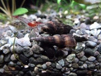 malaysian-trumpet-snails