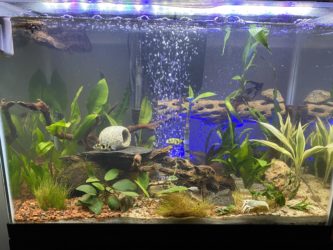 Amazon Puffer Fish in Beautiful Tank