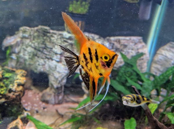 Amazon Puffer with Angle Fish
