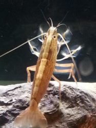 Bamboo Shrimp