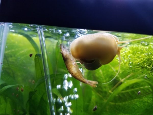 Bamboo Shrimp with Snail