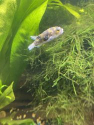 Infected Amazon Puffer