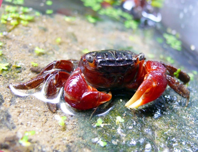 Red Claw Crab: All the Information You Need - The Aquarium Guide