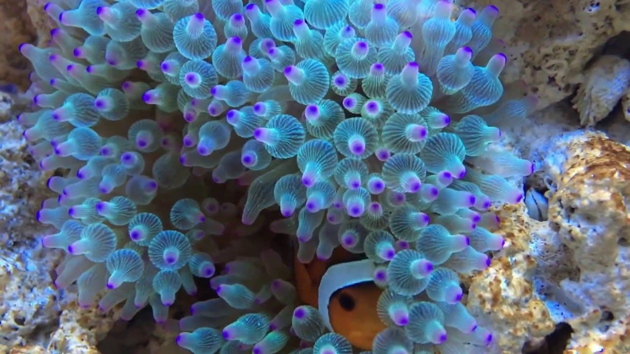Bubble Tip Anemone Care And Breeding Guide The Aquarium Guide