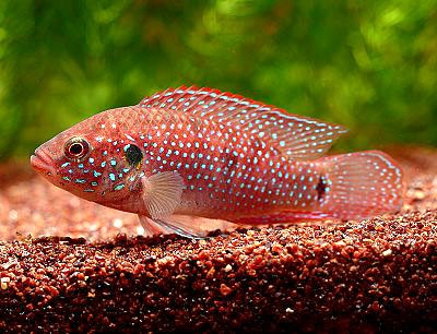 Juwel Juwel Aquarium/Fish Tank 