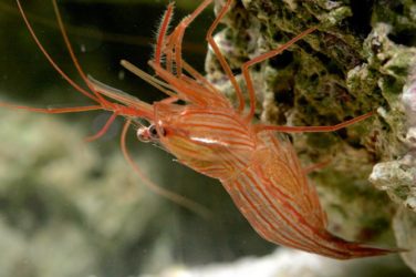 peppermint shrimp for sale