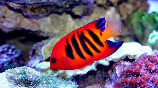 Flame Angelfish Care Guide