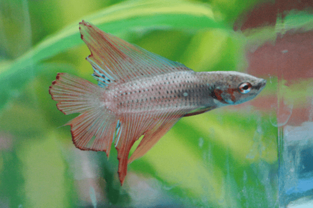 Fin Rot Everything You Need To Know The Aquarium Guide