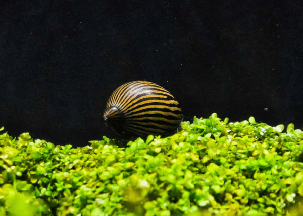 Nerite Snails