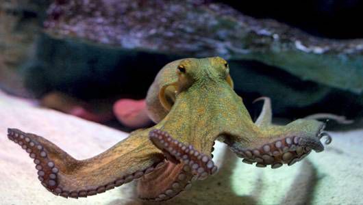 Pet Octopus Care And Breeding Guide The Aquarium Guide