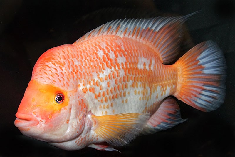 Let at forstå Rute Forretningsmand Red Devil Cichlid: Complete Guide to Care, Breeding, Tank Size and Disease  - The Aquarium Guide