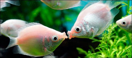 kissing gourami care