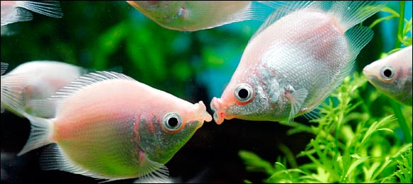 Kissing gourami outlet care