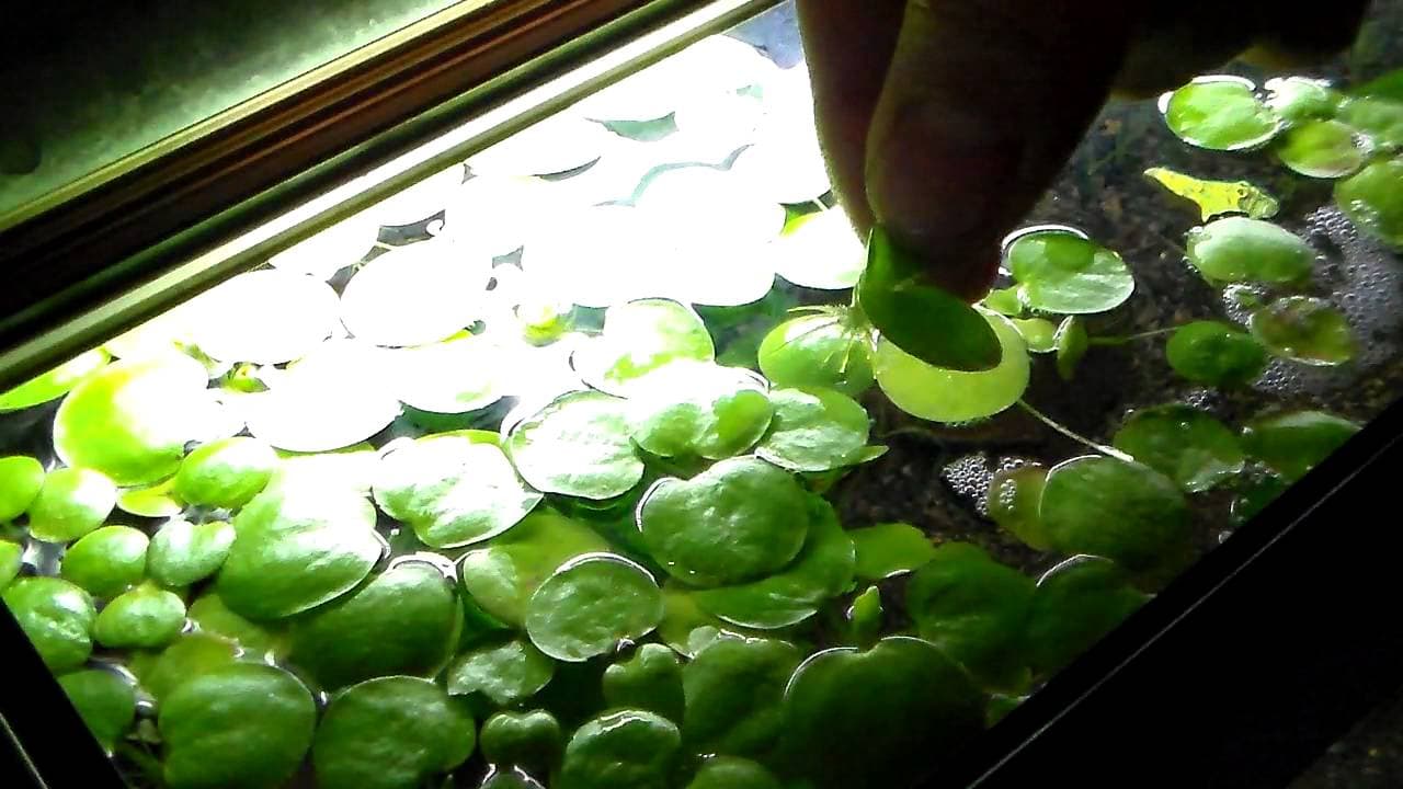 Amazon Frogbit Care And Propogation Guide The Aquarium Guide