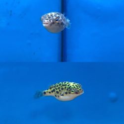 Breeding Green Spotted Puffer Fish 