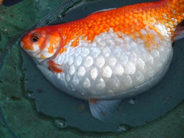 Dropsy Fish Disease - Dropsy Fish Disease 600x450