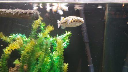 Feeding Green Spotted Puffer 