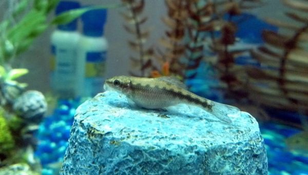 Feeding Of The Chinese Algae Eater