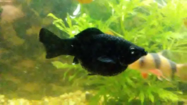 Fish having Dropsy