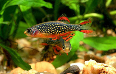 Galaxy Rasbora