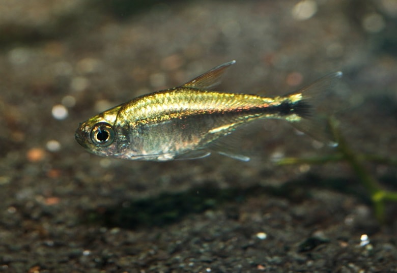 golden tetra