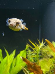 Green Spotted Puffer Tank Landscape 