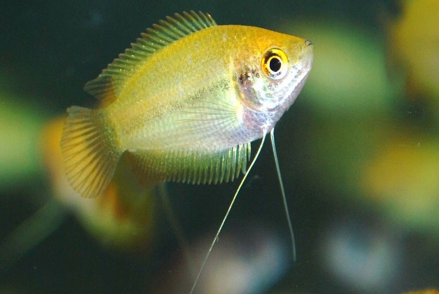 Honey hotsell gourami care