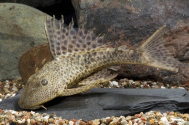 Hypostomus Plecostomus