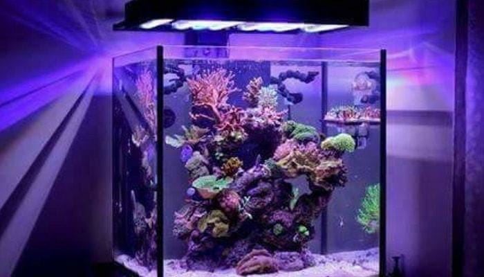 fort bank Baron Nano Reef: 10 Steps for a Quality Setup - The Aquarium Guide