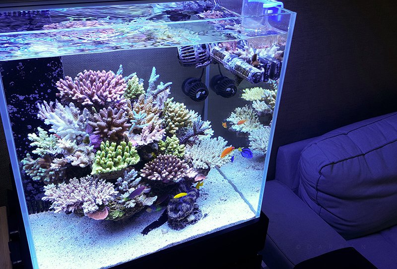 Nano Reef 