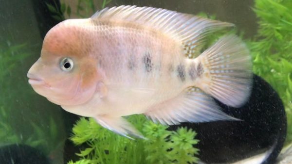 Red Devil Cichlid Disease