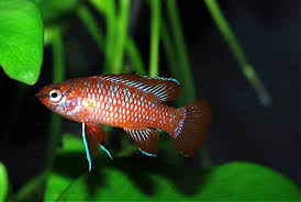 Nano Fish Scarlet Badis
